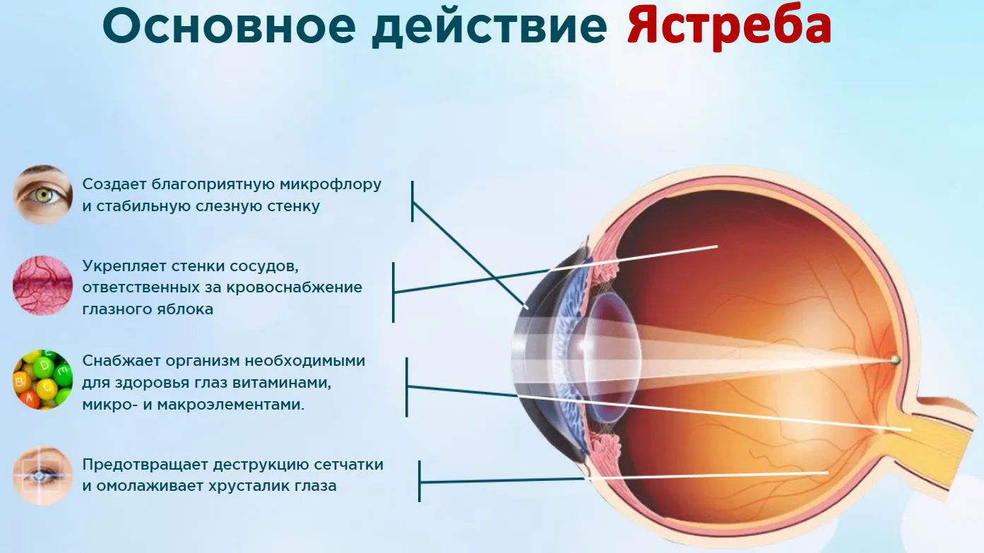 Действие Ястреба также направлено на поддержание нормальной функции сетчатки и других структур глаза